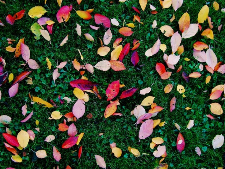 Fall Foliage