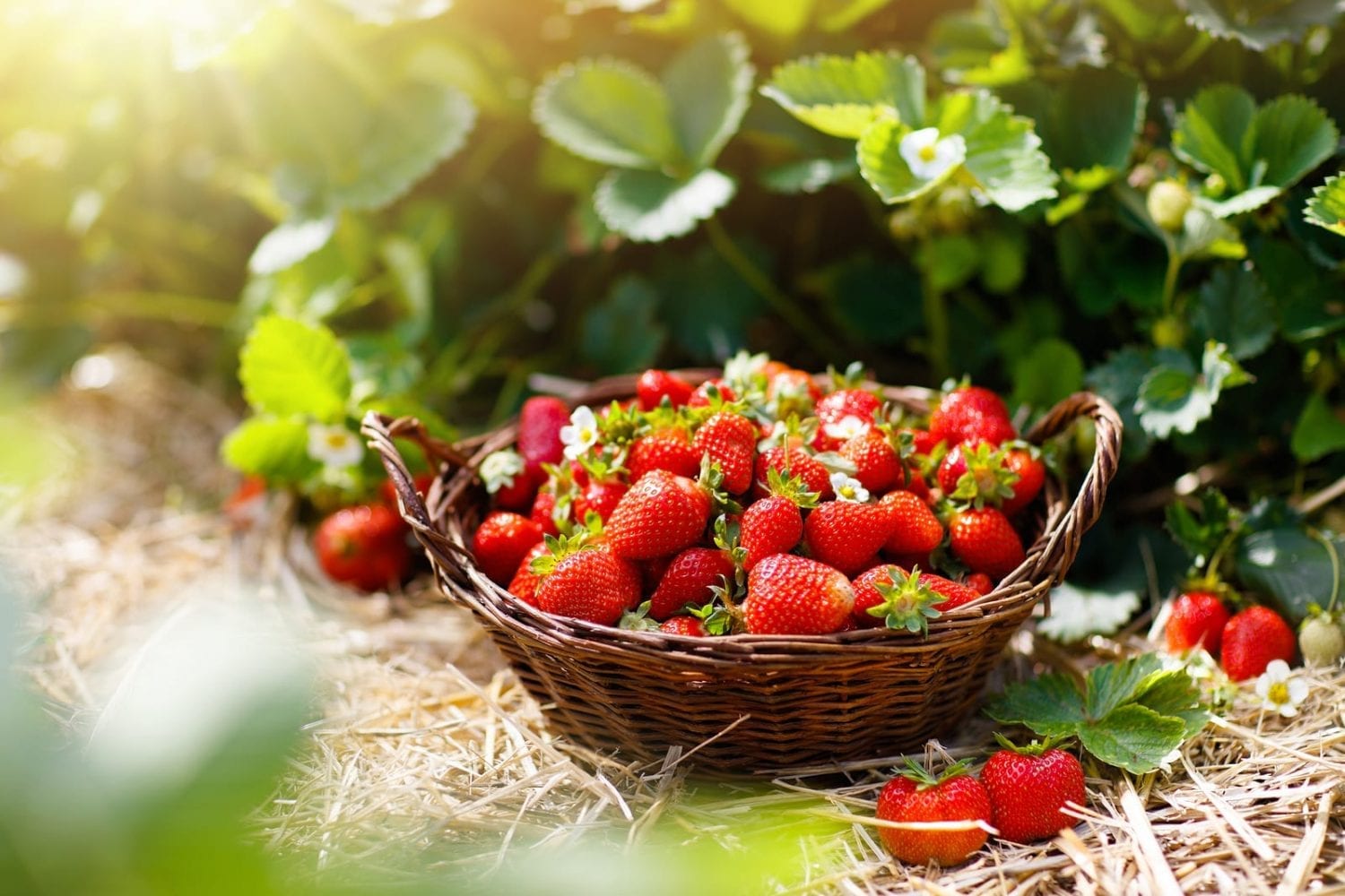 Foraging For Beginners: Why Bother Foraging?
