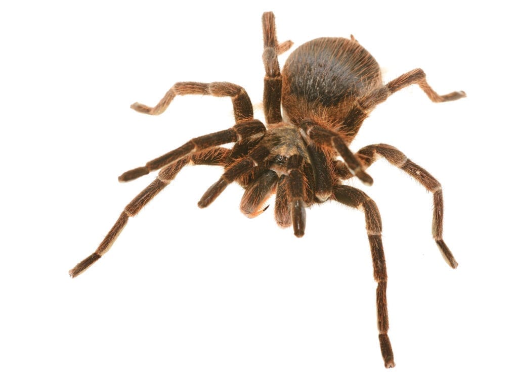 keep spiders from your home