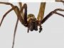 keep spiders out of your home