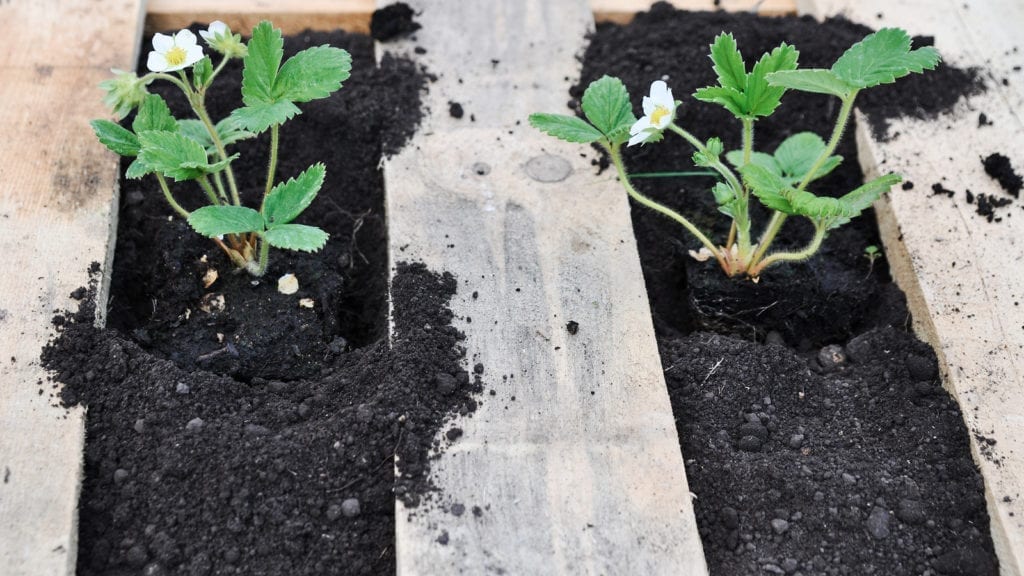 The Tiny Funnel: Grow Something!  Vegetable scraps, Growing food, Growing  beets