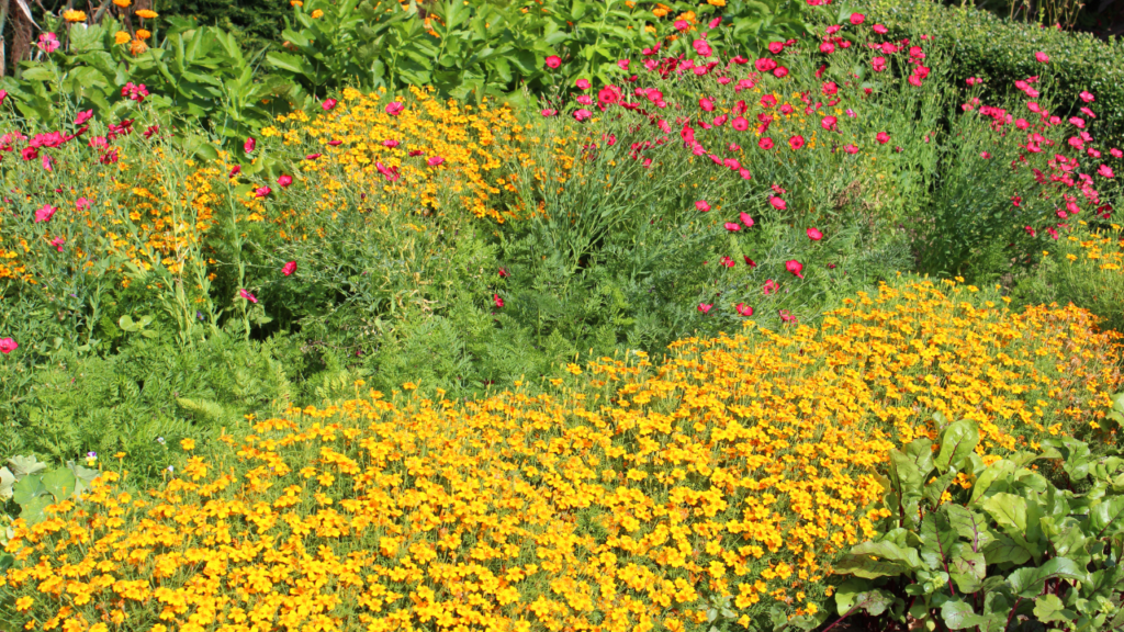companion planting vegetables
