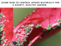 How to Control Aphids
