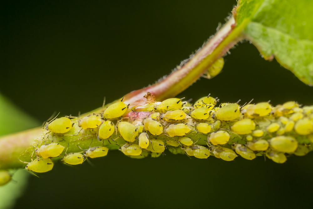 how to control aphids naturally aphids on a plant