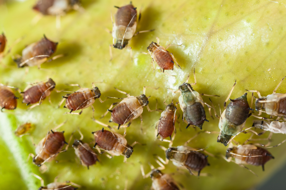how to control aphids naturally close up of aphids