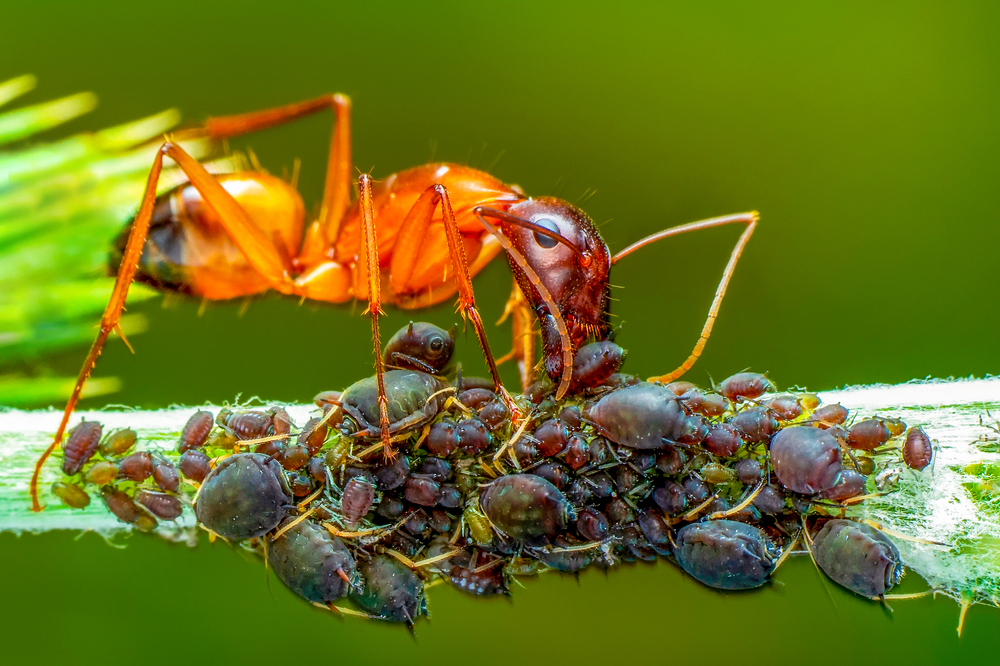 ants farming aphids