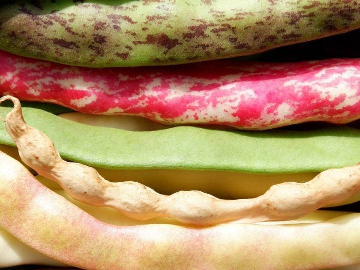 saving seeds from pole beans