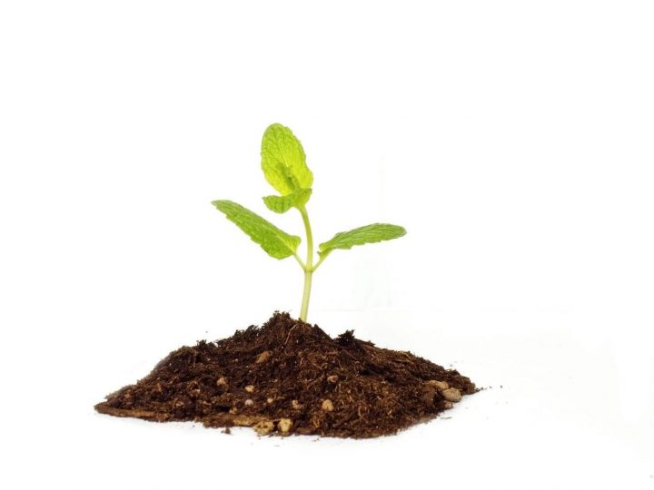 Growing Plant