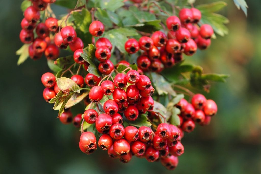 hawthorn berries