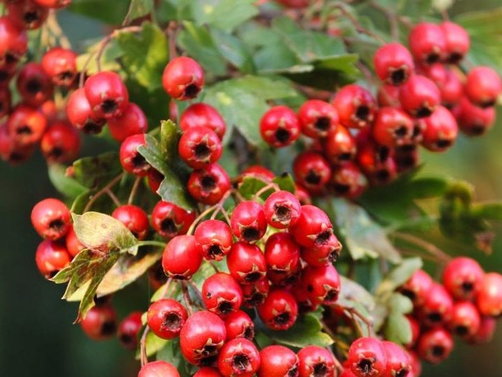 hawthorn berries