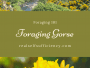 foraging gorse