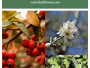 Discover The health benefits of hawthorn berries, flowers, leaves, and Bark