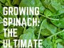 Growing Spinach