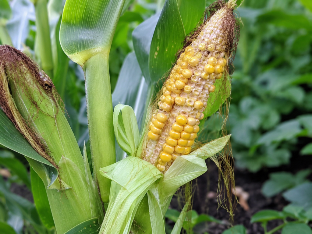 corn growing in the garden with missing kernels