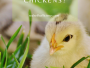 how much does it cost to keep chickens