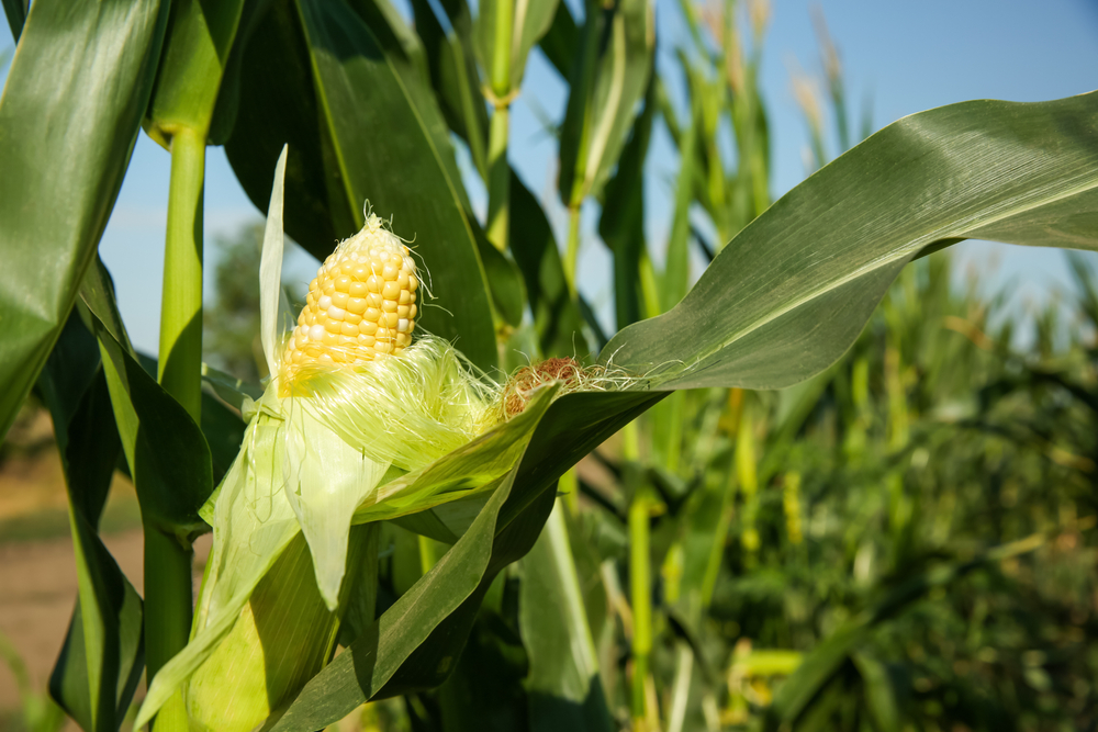 sweetcorn growing in the garden