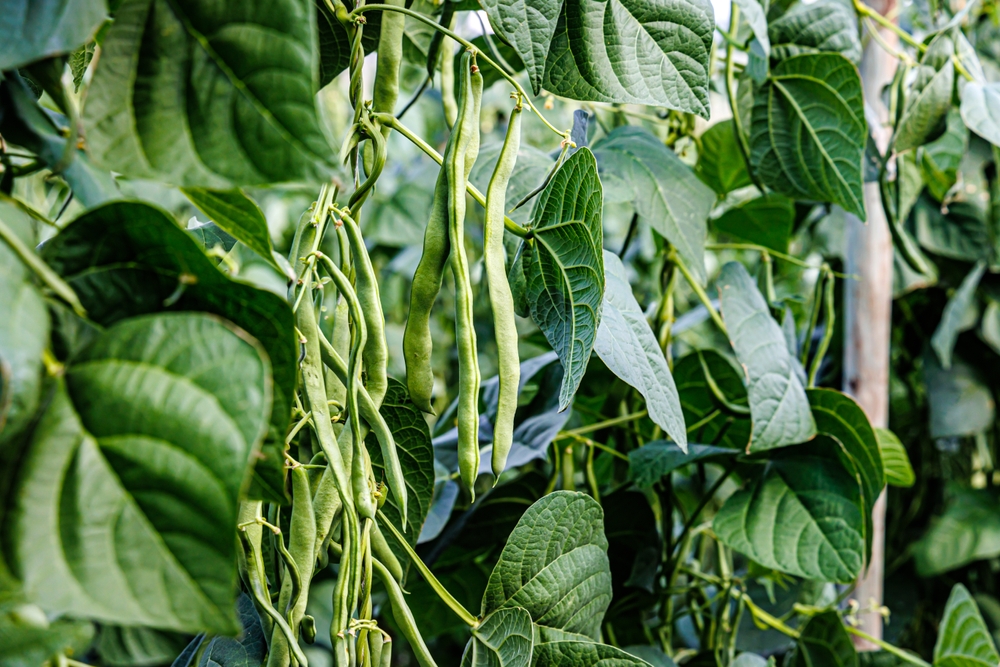 pole beans ready to be harvested