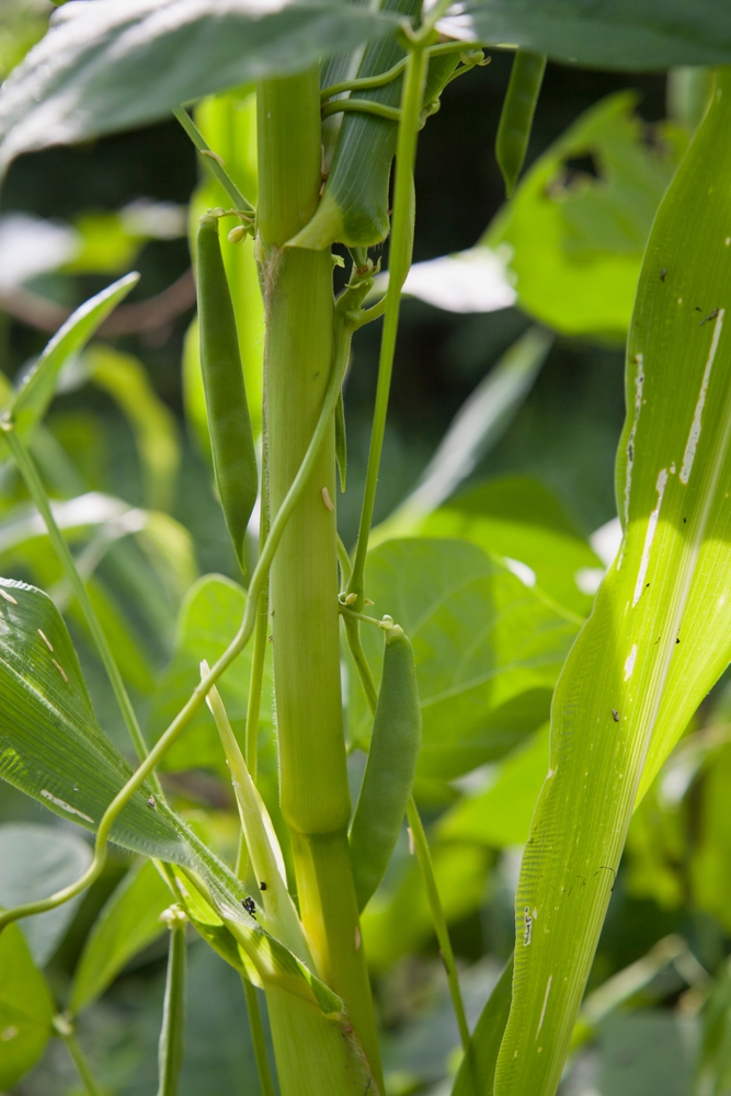 pole beans growing up a sweetcorn plant