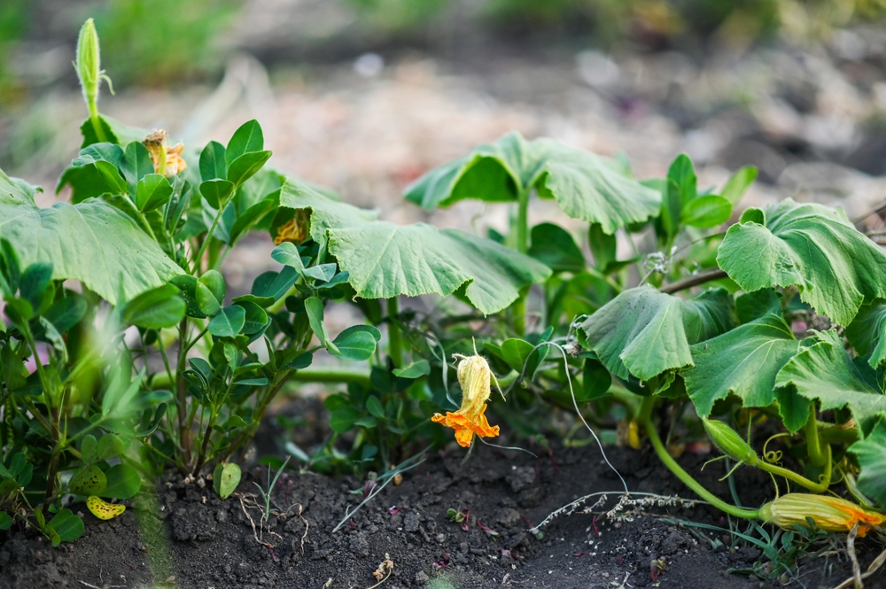 squash growing in the garden