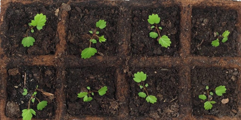 How to Grow Strawberries From Scraps - Real Self-Sufficiency