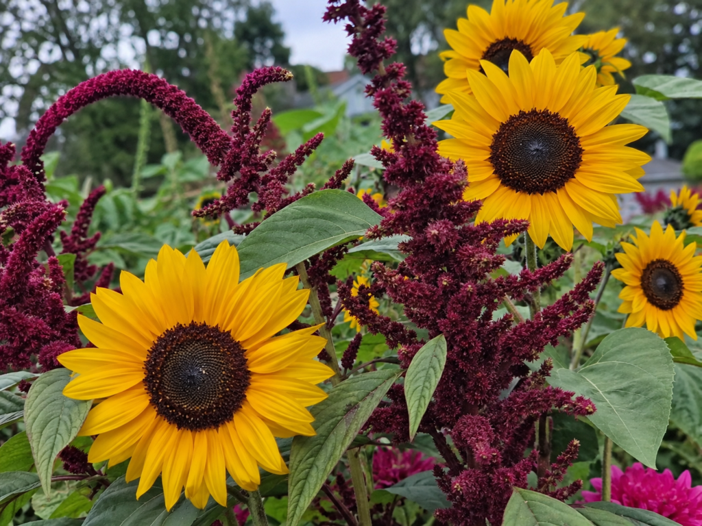 sunflowers and amaranth growing