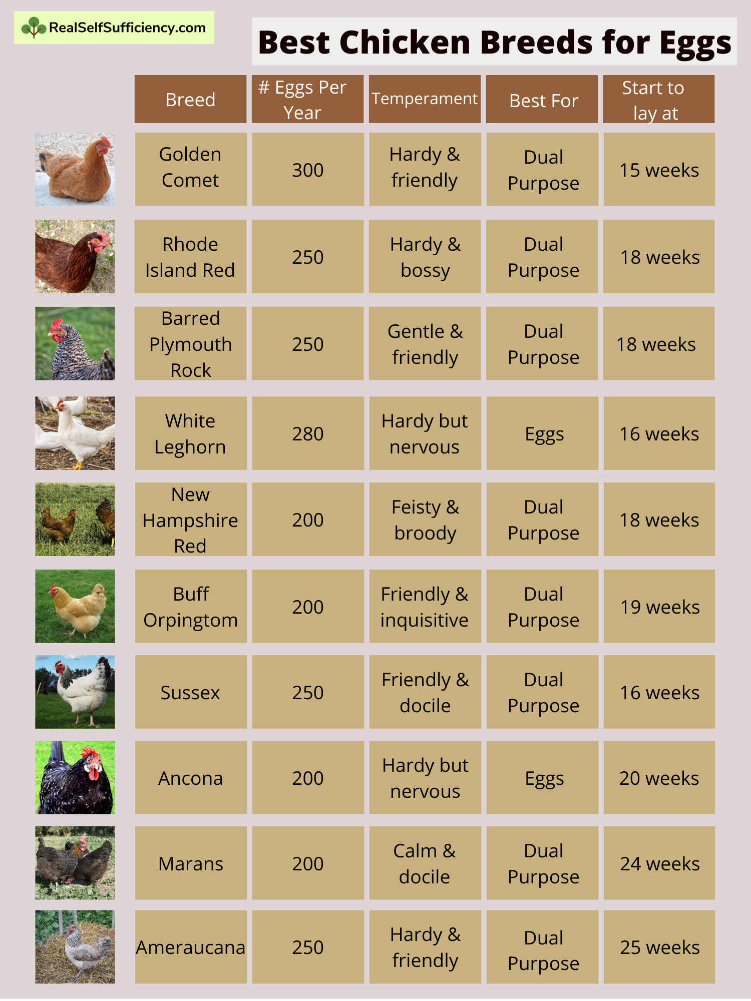 Egg Color Chart By Breed