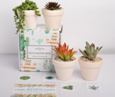 Succulents Box