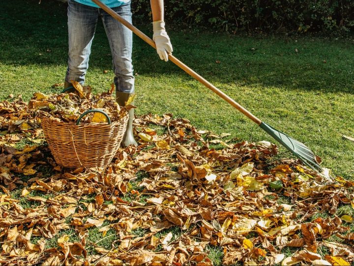 Raking Fallen Leaves In The Garden