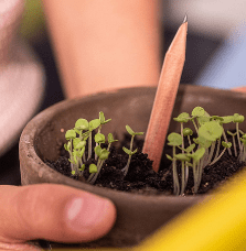 plant a pencil graphite plantable pensils with seeds