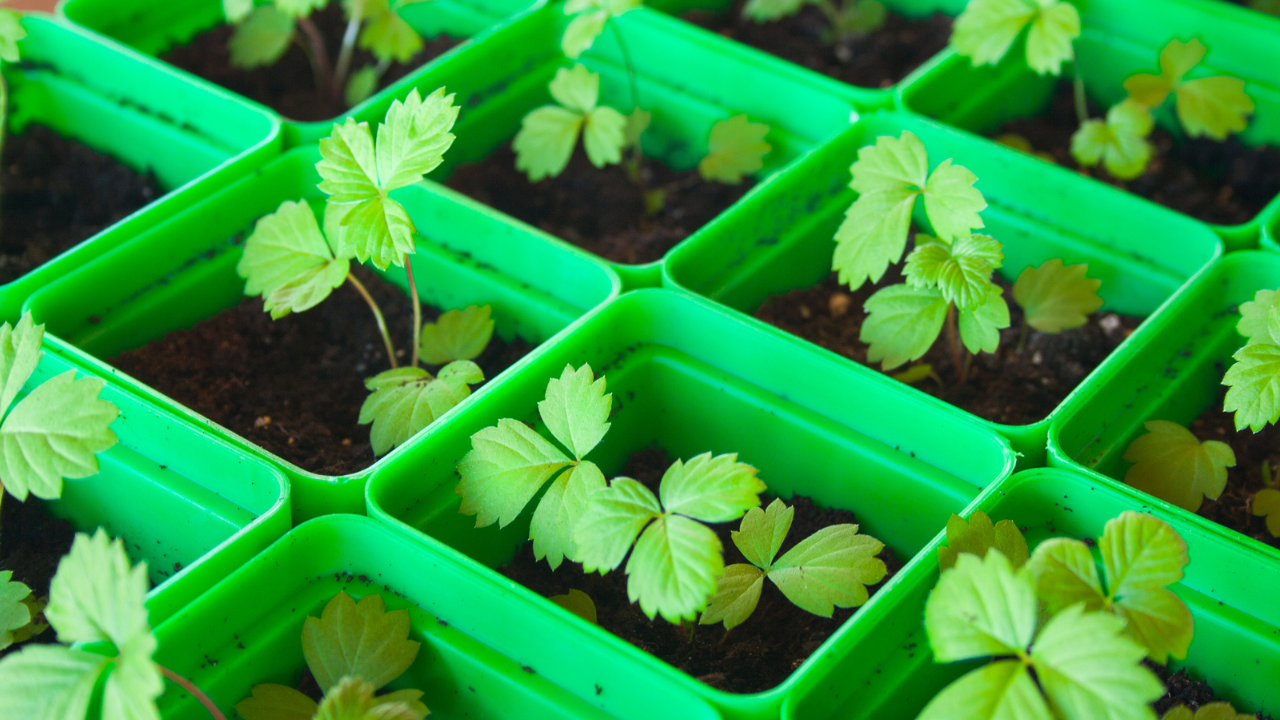 strawberry seedlings
