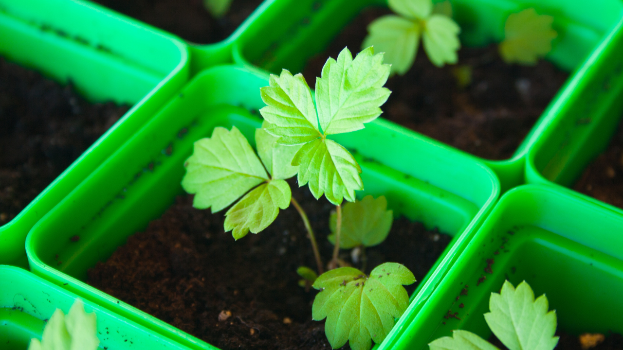 potted strawberry seedling