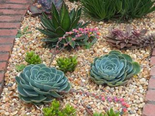 Image for 28. Succulent Flowerbed