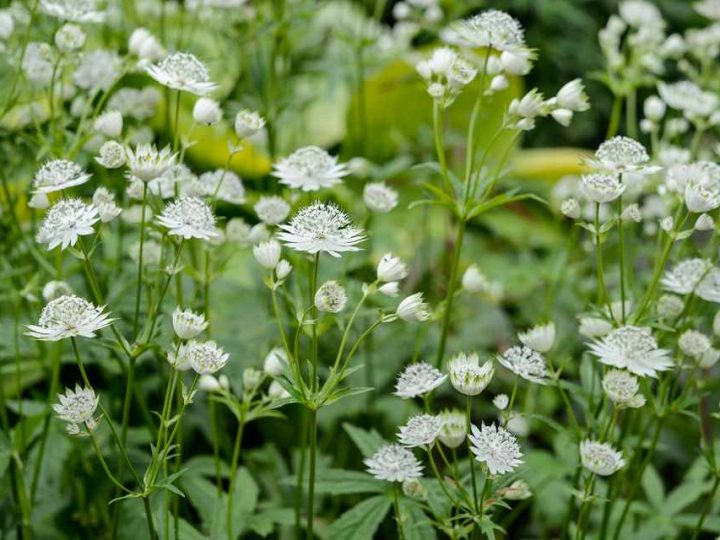 Image for 23. Shade Garden Flowerbed