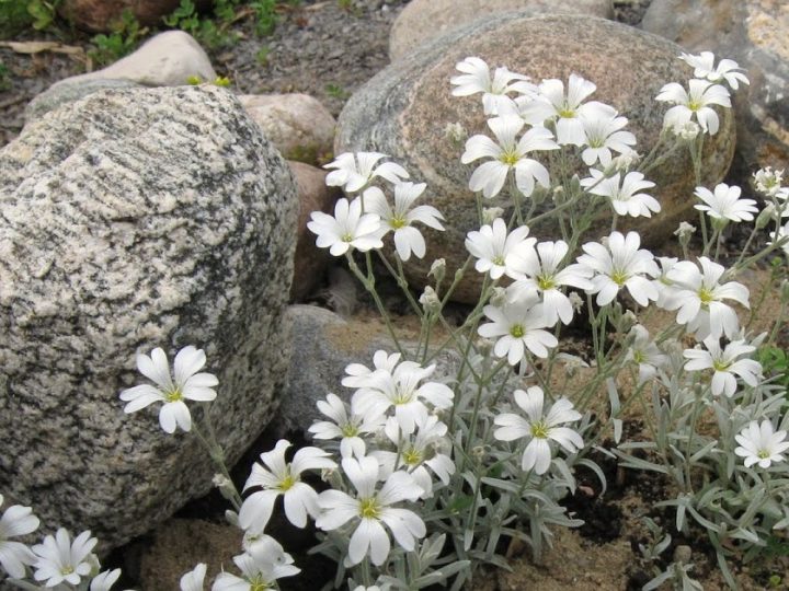 Image for 1. River Rock Flowerbed