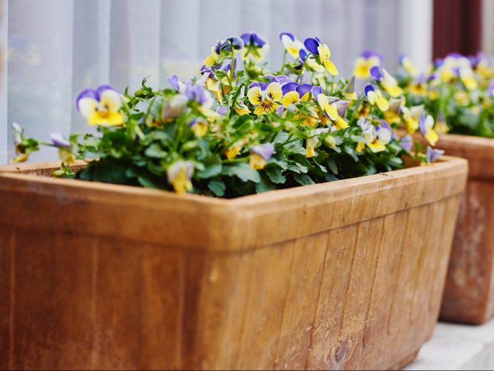 Image for 13. Window Box Flower Garden