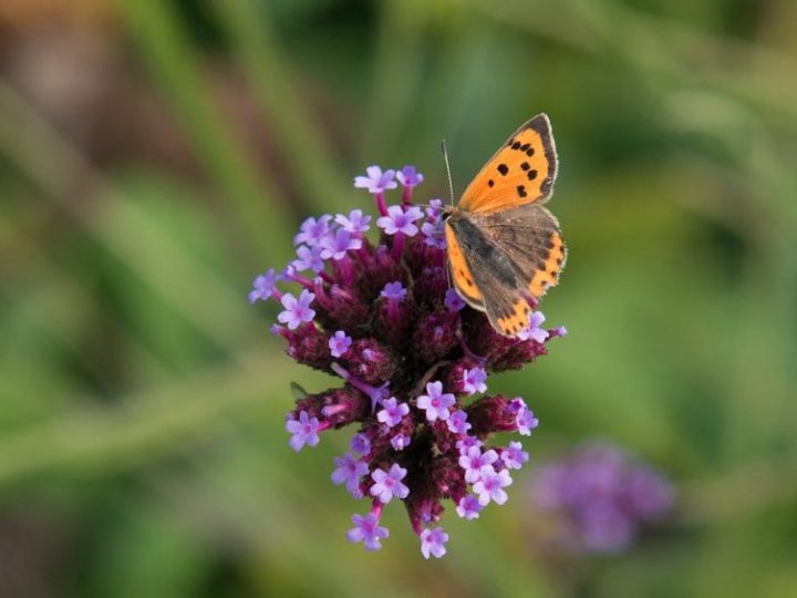 Butterfly on Verbena bonariensis