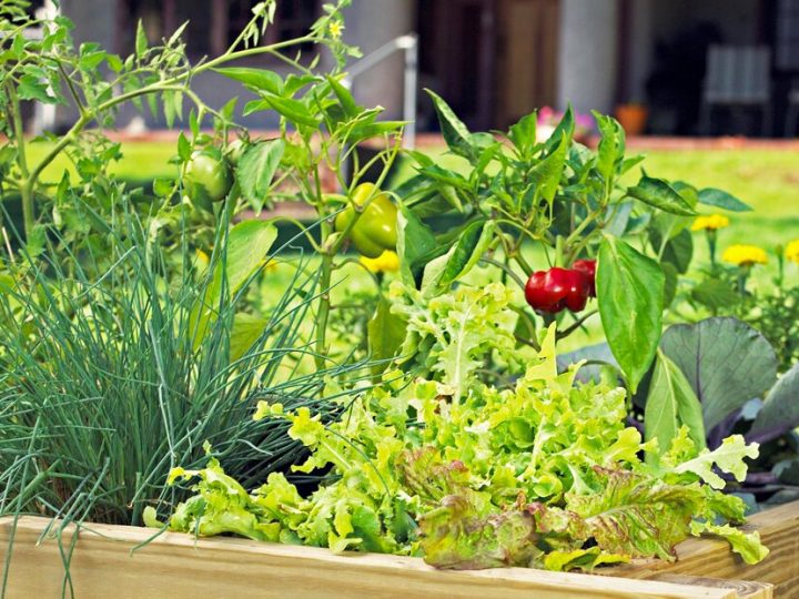 Image for 2. Simple Raised Flowerbed