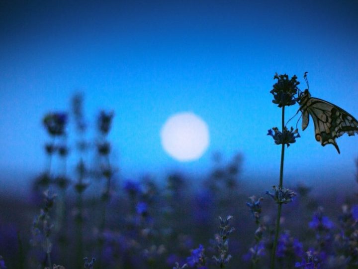 Image for 6. Moonlight Garden Flowerbed