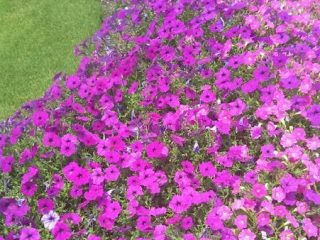 Image for 29. Ombre Flowerbed