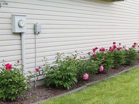 Image for 10. Easy Peony Flowerbed