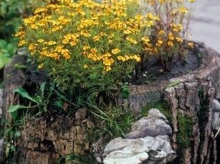 Image for 14. Tree Stump Flowerbed