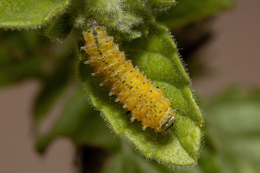 Flea Beetle Larvae of the species Omophoita argus