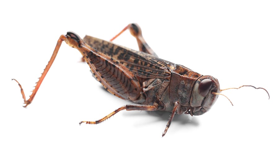 grasshopper 