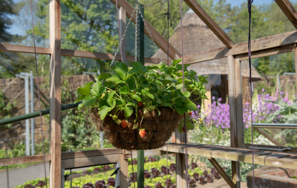 strawberries in hanging basket