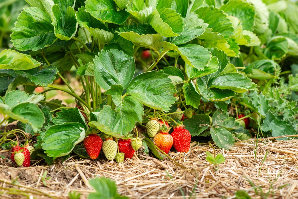growing strawberries