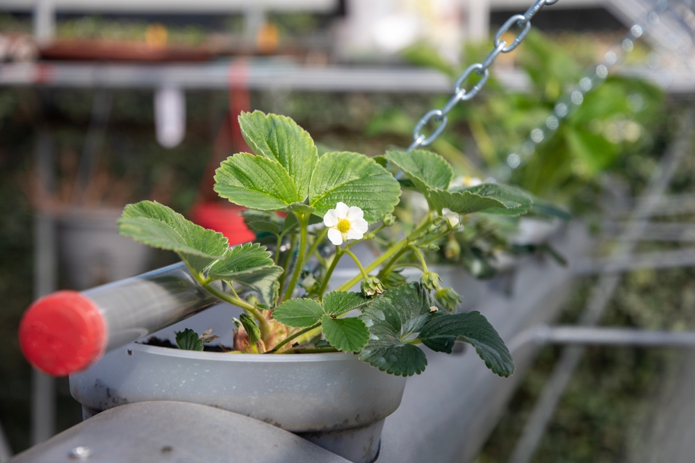 Grow Strawberries Hydroponically