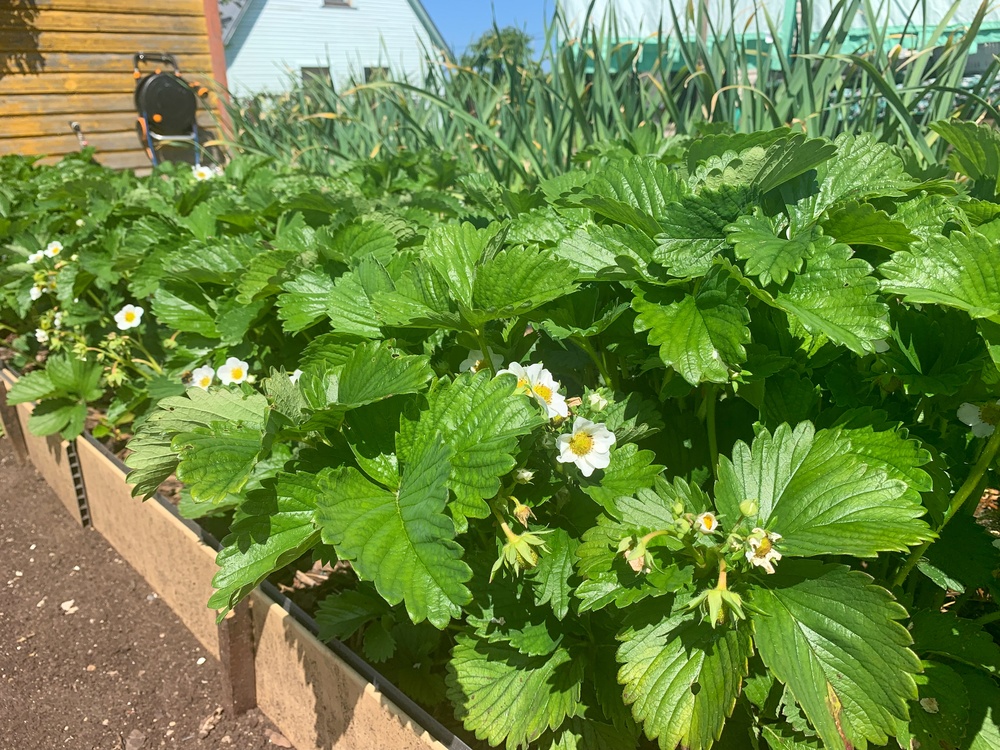 raised strawberry bed
