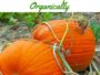 Best Pumpkin Fertilizers How to Fertilize Pumpkins Organically
