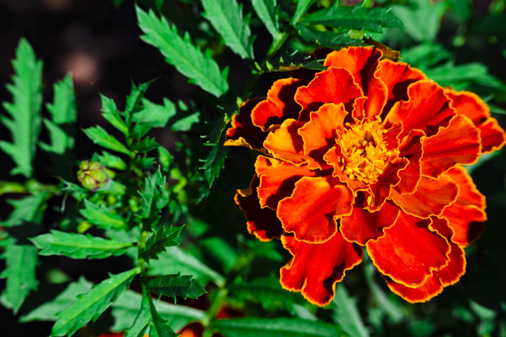 marigold flower