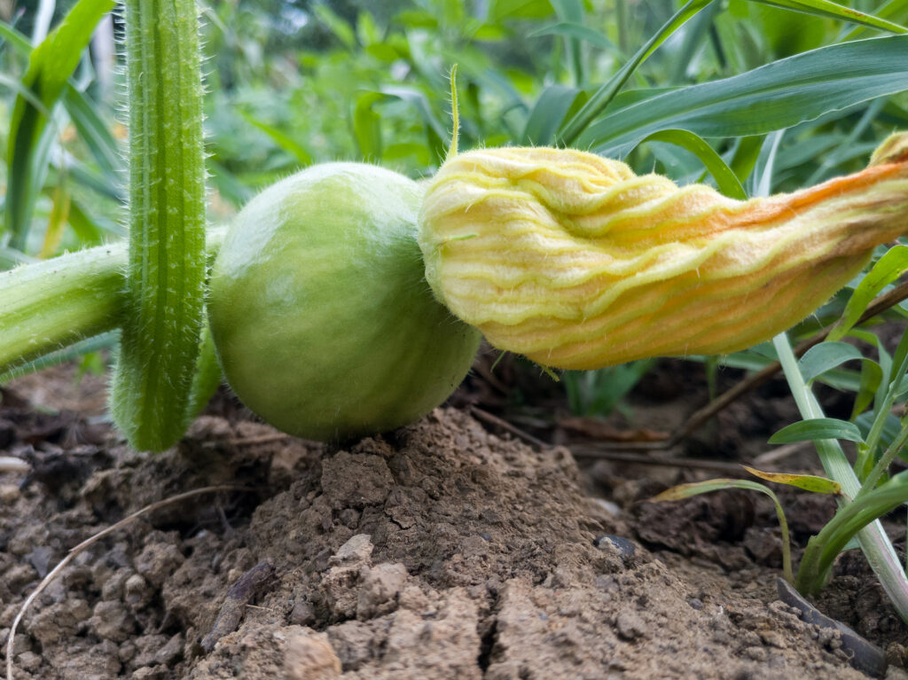 flowering pumpkin